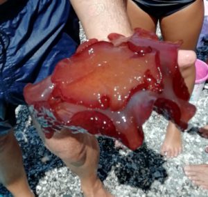 medusa rossa reggio calabria