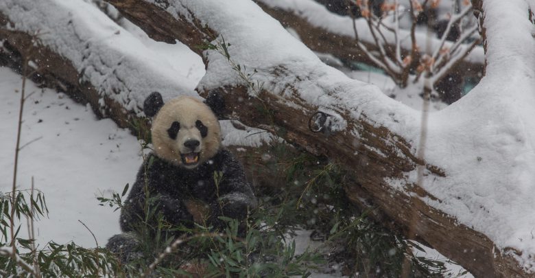 Panda nella neve a Washington