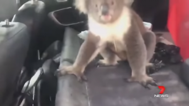 Koala ha caldo e salta in macchina