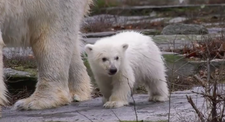 Video Cucciolo di Orso polare allo Zoo di Berlino