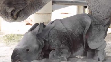 baby rinoceronte
