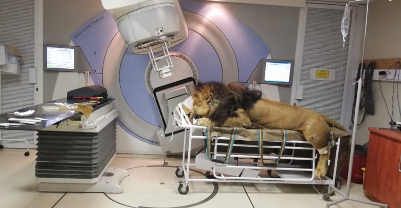 leone ospedale sudafrica