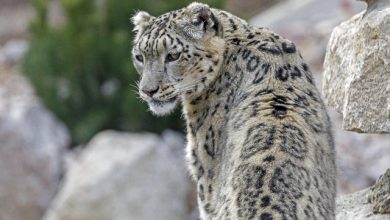 sudafrica leopardo bimbo 2 anni