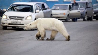 Orso polare Norilsk