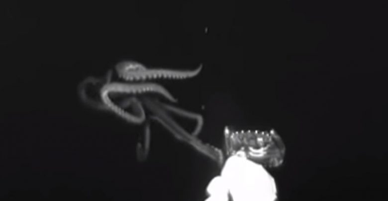 calamaro gigante video