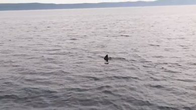squalo croazia video