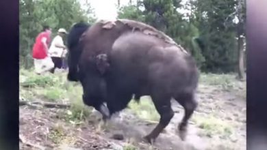 bisonte bimba yellowstone video