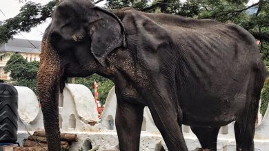Sri Lanka, l'elefantessa Tikiiri