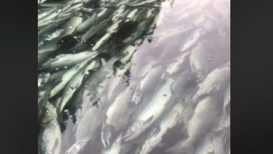 Alaska salmoni morti