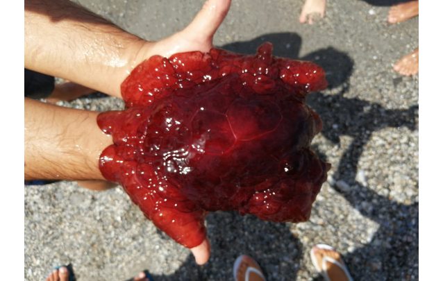 medusa rossa reggio calabria