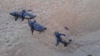 tartarughe video sicilia