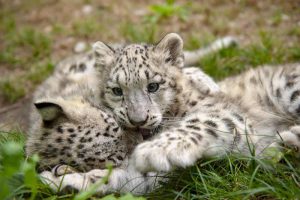 Cuccioli di leopardo delle nevi nati nel Novarese