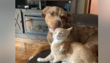 Cane e gatto