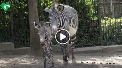 Roma Zebra