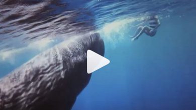 video balena