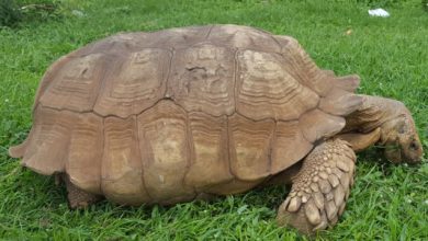 tartaruga muore nigeria record