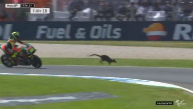 MotoGP canguro Iannone