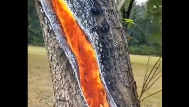 Texas albero in fiamme