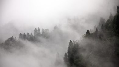 nebbia