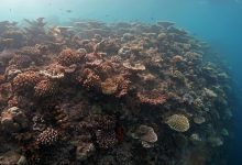 coralli del golfo di trieste
