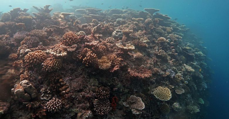 coralli del golfo di trieste